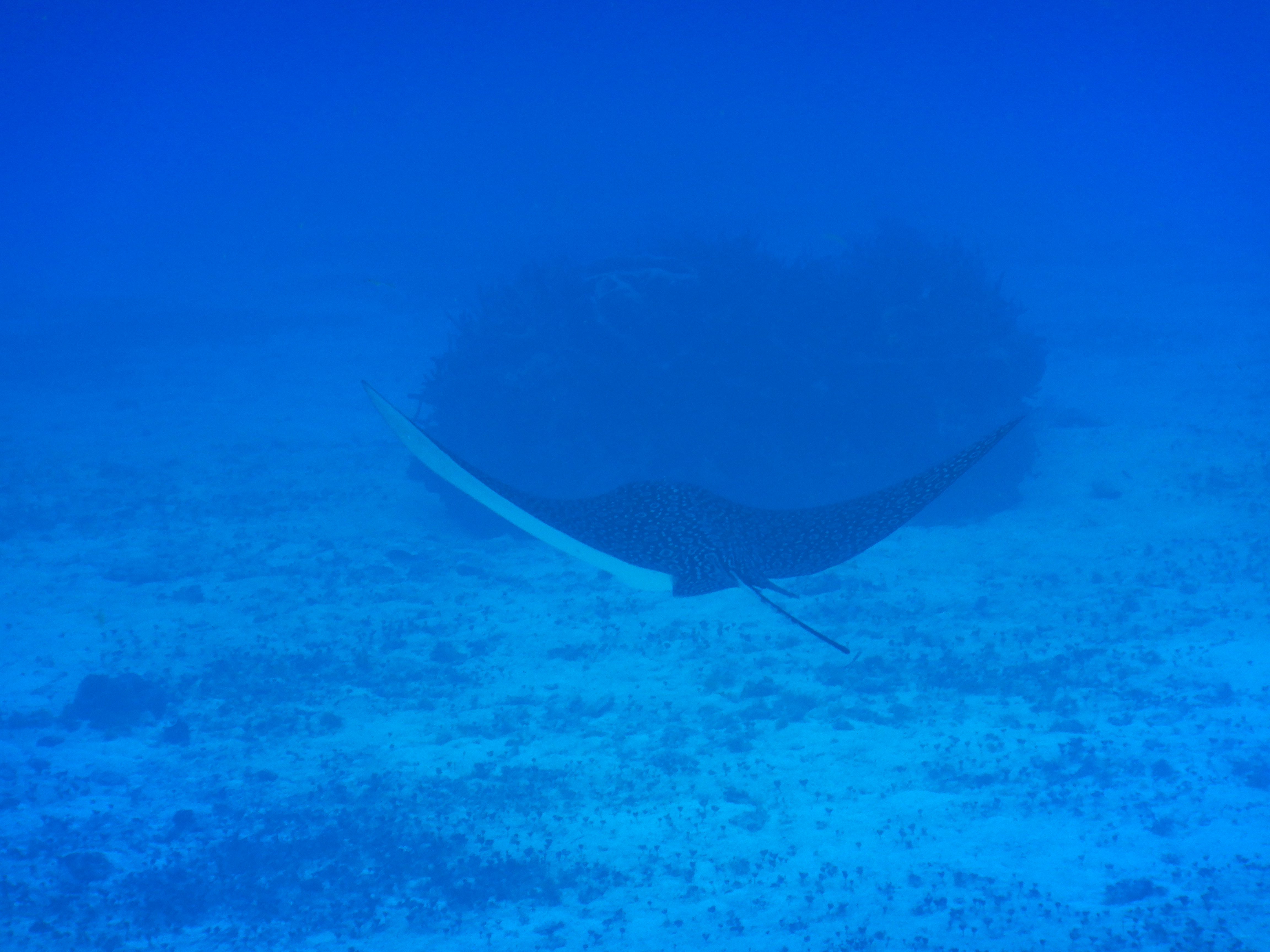 Dive Photo 9